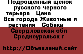 Подрощенный щенок русского черного терьера › Цена ­ 35 000 - Все города Животные и растения » Собаки   . Свердловская обл.,Среднеуральск г.